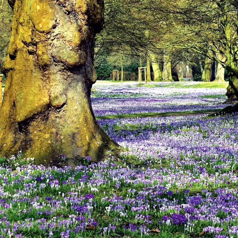 Crocus Chrysanthus Mélange - Crocus | Achat direct au producteur