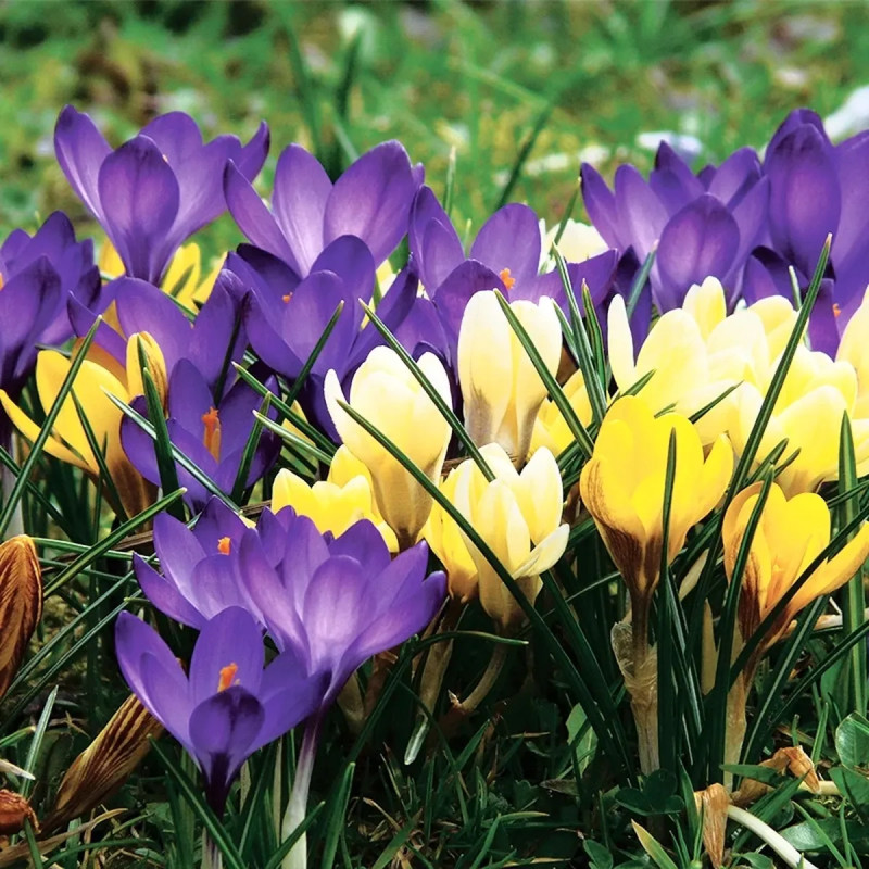 Crocus Chrysanthus Mélange - Crocus | Achat direct au producteur