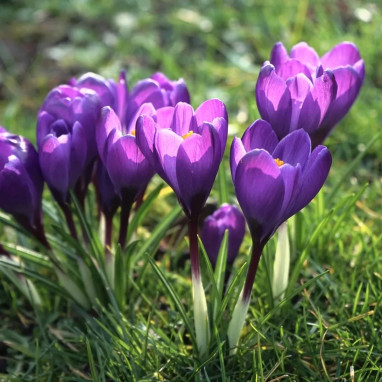 Crocus 'Flower Record' - Crocus vernus | Achat direct au producteur
