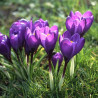 Crocus Grande Fleur Flower Record
