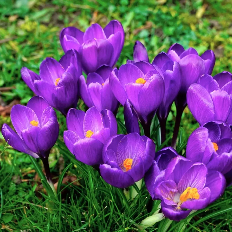Crocus 'Flower Record' - Crocus vernus | Achat direct au producteur