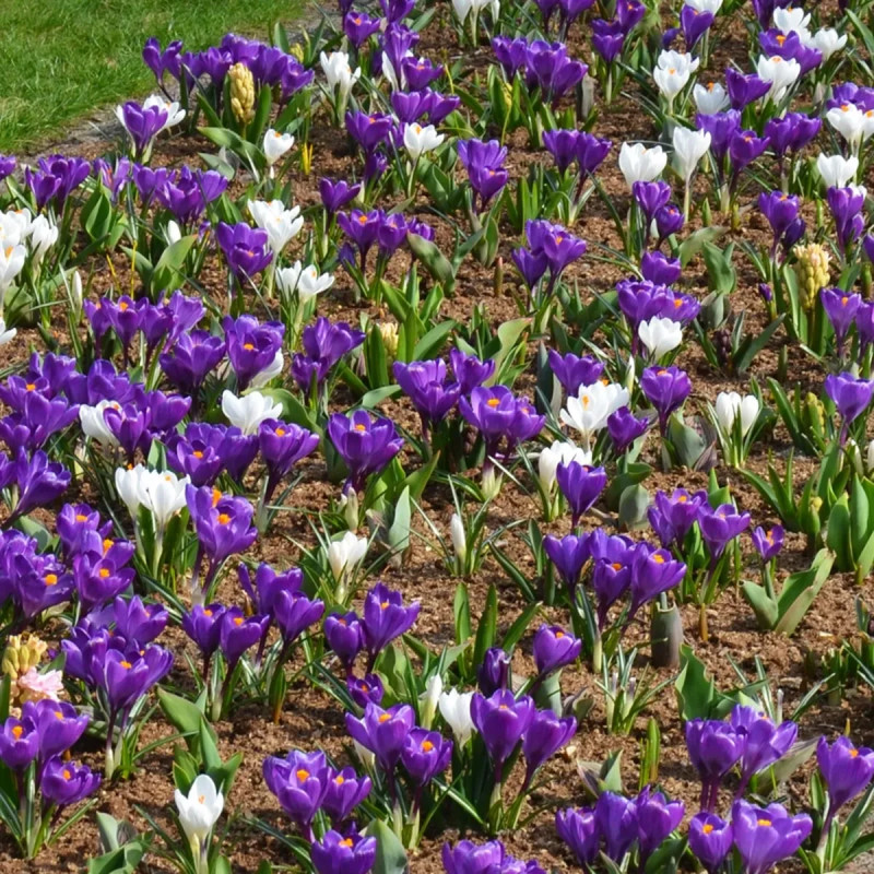Crocus 'Flower Record' - Crocus vernus | Achat direct au producteur