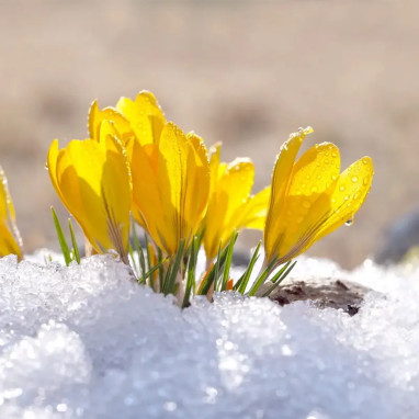 Crocus 'Grand Jaune' - Crocus vernus | Achat direct au producteur