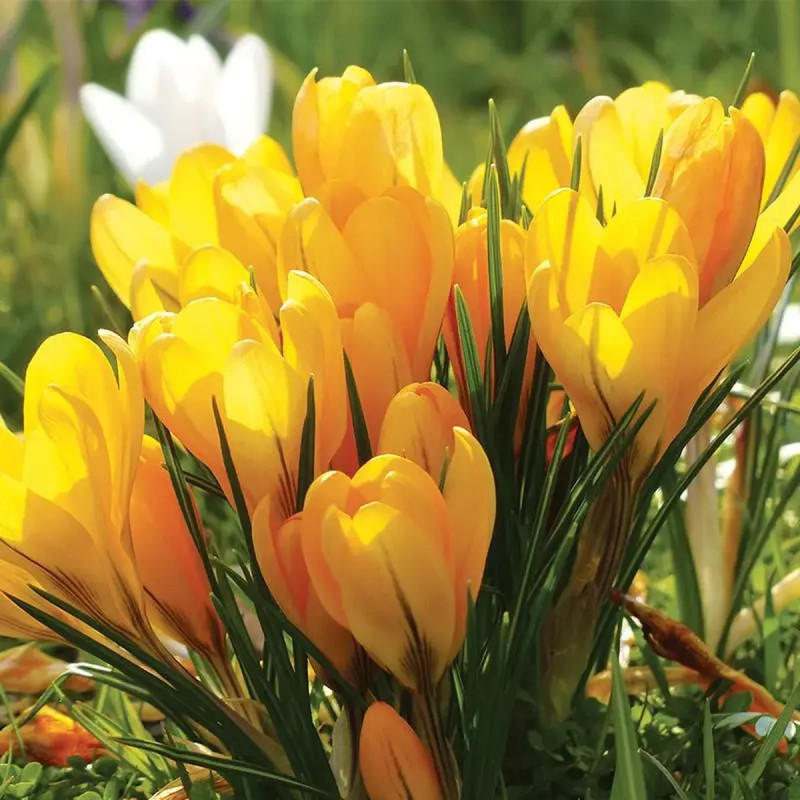 Crocus 'Grand Jaune' - Crocus vernus | Achat direct au producteur