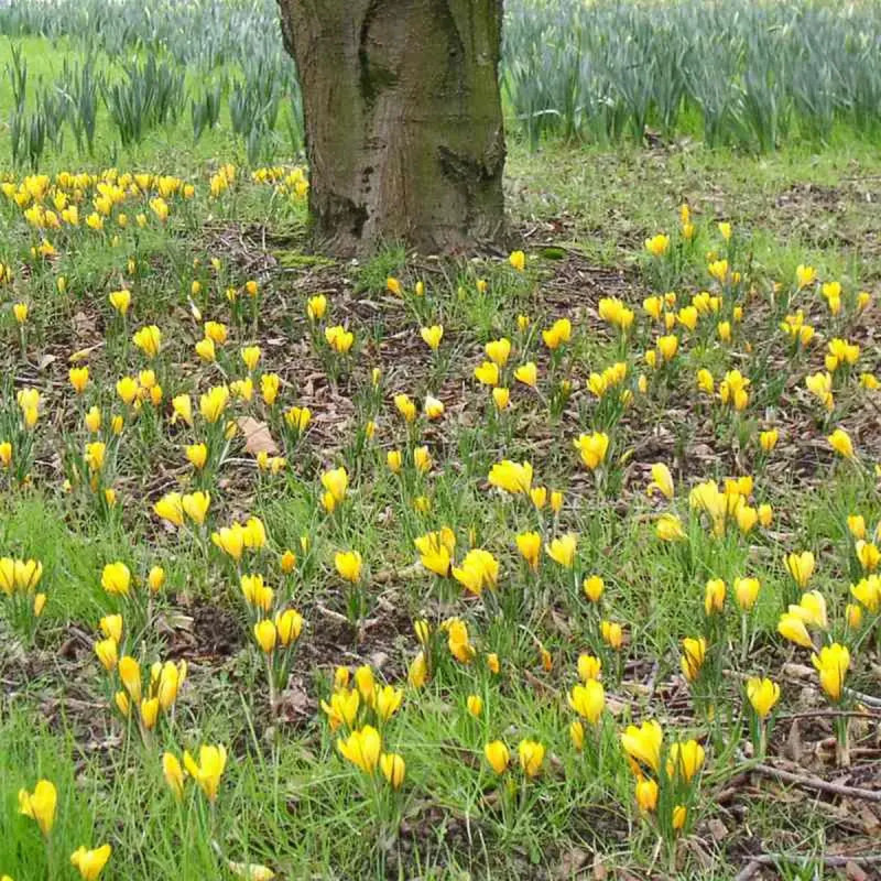 Crocus 'Grand Jaune' - Crocus vernus | Achat direct au producteur