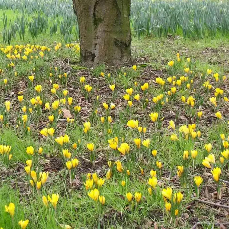 Crocus 'Golden Yellow' - Crocus vernus | Achat direct au producteur
