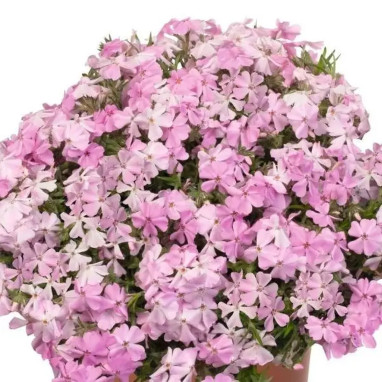 Phlox subulata Spring Soft Pink - Phlox | Achat direct au producteur