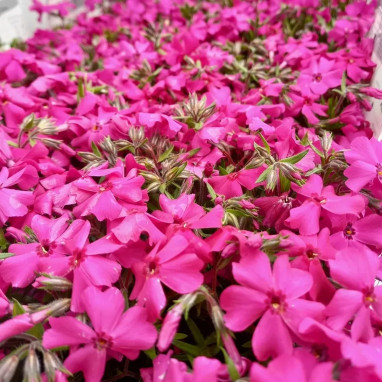 Phlox subulata 'Spring Pink' - Phlox | Achat direct au producteur