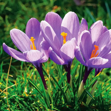 Crocus 'Grand Maître' - Crocus vernus | Achat direct au producteur