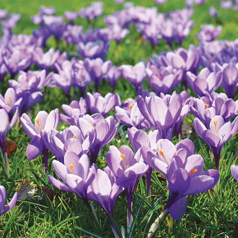 Crocus 'Grand Maître' - Crocus vernus | Achat direct au producteur