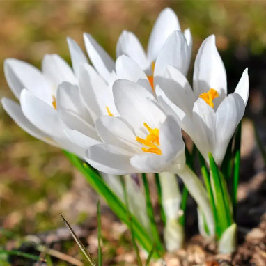Crocus 'Jeanne d'Arc' - Crocus vernus | Achat direct au producteur