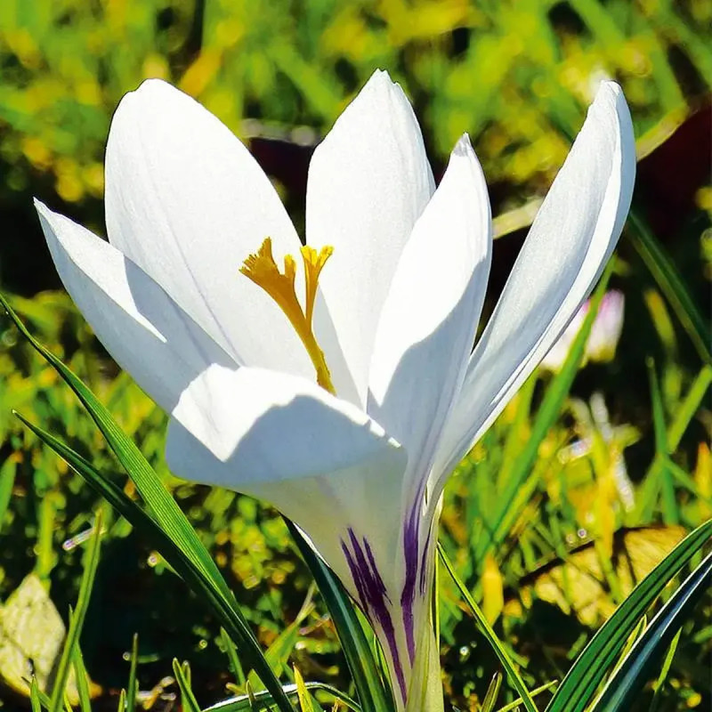 Crocus 'Jeanne d'Arc' - Crocus vernus | Achat direct au producteur