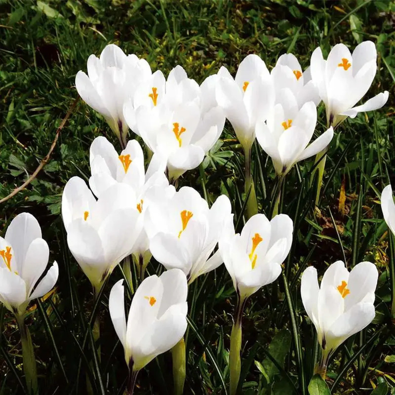 Crocus 'Jeanne d'Arc' - Crocus vernus | Achat direct au producteur