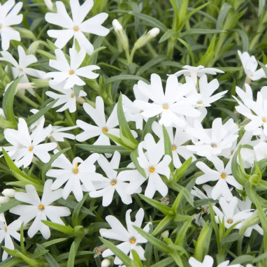 Phlox subulata GoldiPhlox™ White | Achat direct au producteur