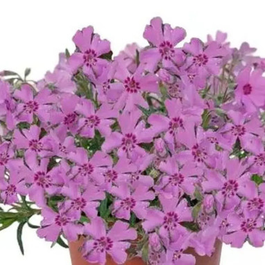 Phlox subulata GoldiPhlox™ Rose with Eye | Achat producteur