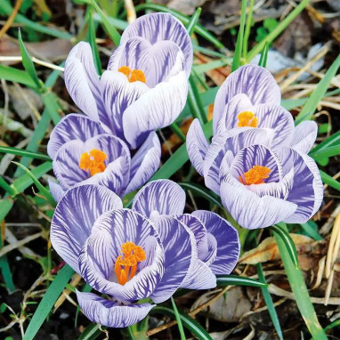 Crocus 'Pickwick' Grande Fleur - Crocus vernus | Achat producteur
