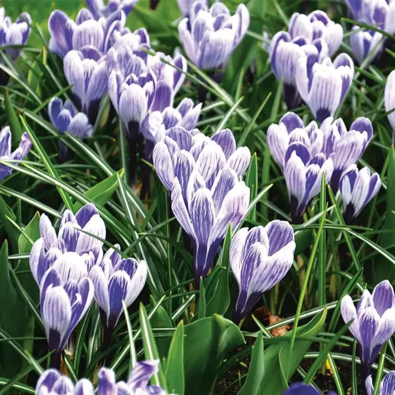 Crocus 'Pickwick' Grande Fleur - Crocus vernus | Achat producteur