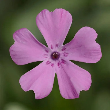 Phlox subulata GoldiPhlox™ Rose | Achat direct au producteur