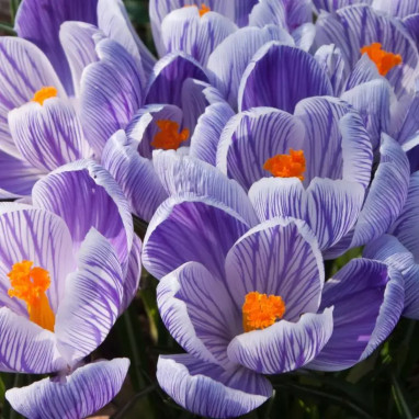 Crocus 'Roi des Stries' - Crocus vernus | Achat direct au producteur