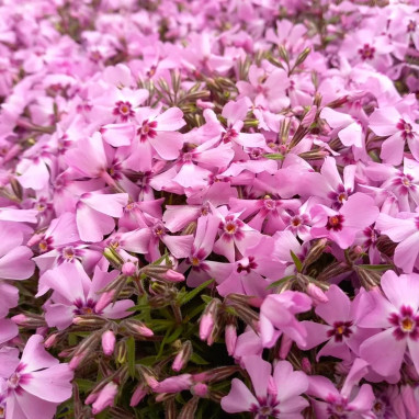 Phlox subulata GoldiPhlox™ Light Pink | Achat direct au producteur
