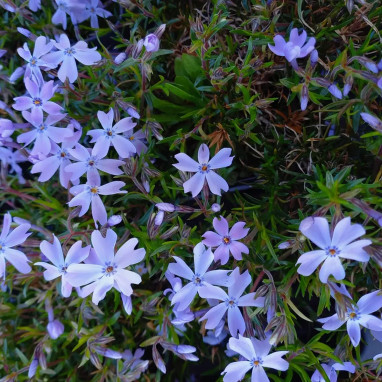 Phlox subulata GoldiPhlox™ Lavender | Achat direct au producteur