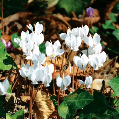 Cyclamen de Naples blanc - Cyclamen hederifolium | Achat producteur