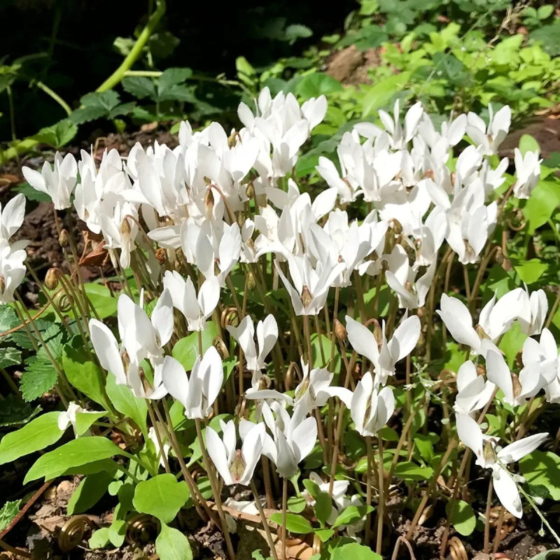 Cyclamen de Naples blanc - Cyclamen hederifolium | Achat producteur