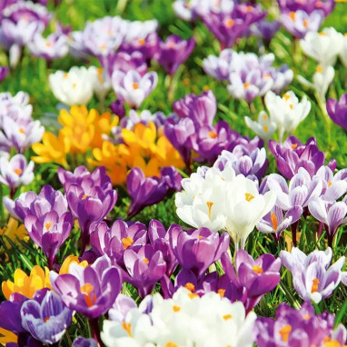 Crocus grande fleur mélange - Crocus vernus | Achat producteur