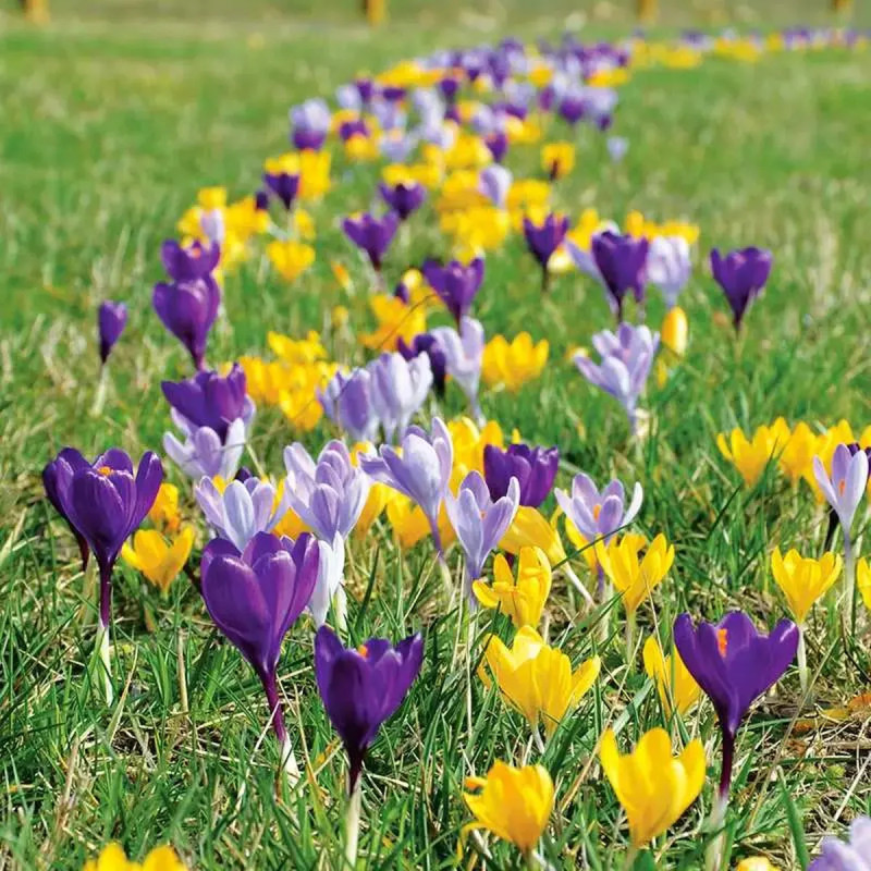 Crocus grande fleur mélange - Crocus vernus | Achat producteur