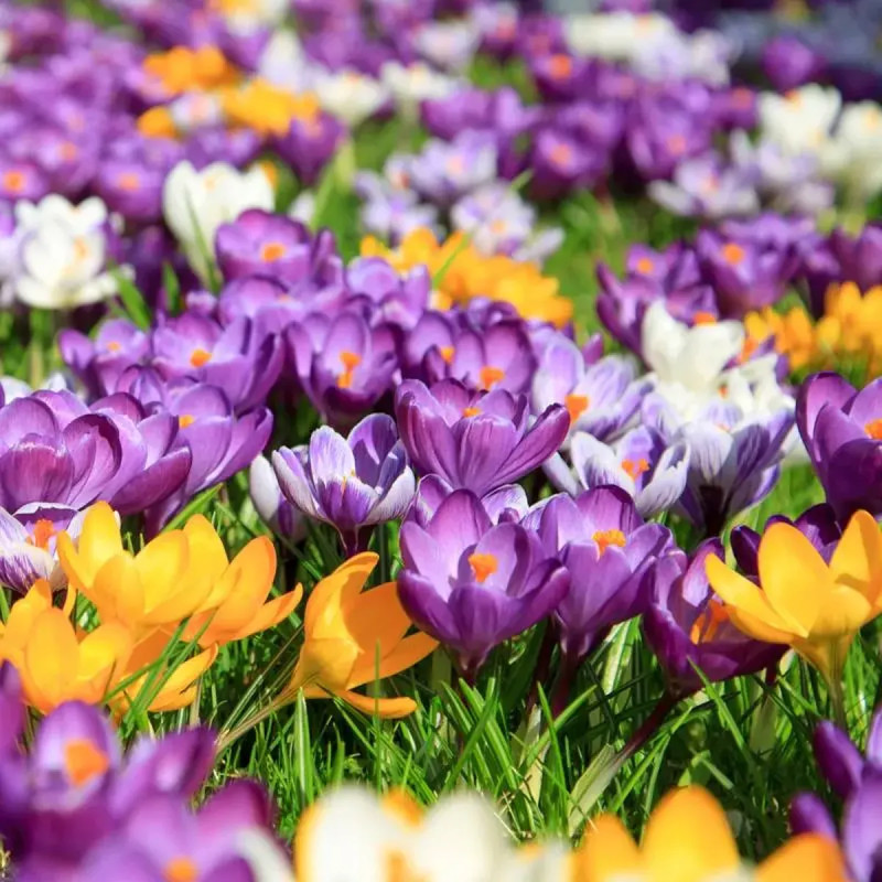 Crocus grande fleur mélange - Crocus vernus | Achat producteur