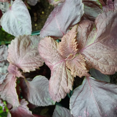 Shiso rouge - Perilla | Achat direct au producteur