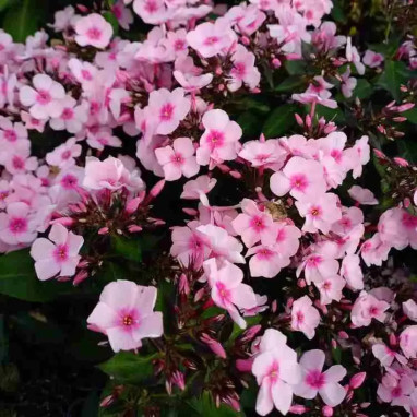Phlox paniculata 'Bright Eyes' - Phlox | Achat direct au producteur