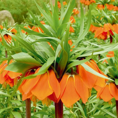 Fritillaire Impériale 'Aurora' - Fritillaria | Achat direct au producteur