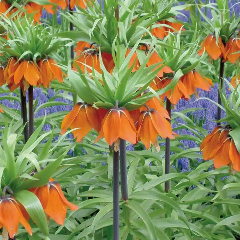Fritillaire Impériale 'Aurora' - Fritillaria | Achat direct au producteur