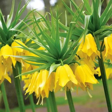 Fritillaire Impériale 'Lutea' - Fritillaria | Achat direct au producteur