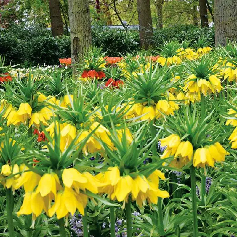 Fritillaire Impériale 'Lutea' - Fritillaria | Achat direct au producteur