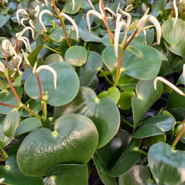 Peperomia polybotrya 'Raindrop' - Peperomia | Achat direct au producteur