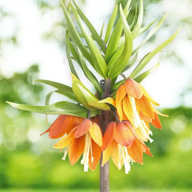 Fritillaire impériale 'Early Fantasy' - Fritillaria | Achat producteur