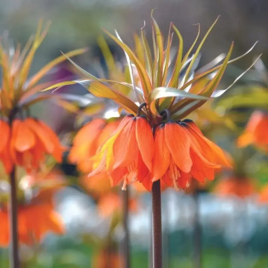 Fritillaire Impériale 'Sunset' - Fritillaria | Achat direct au producteur