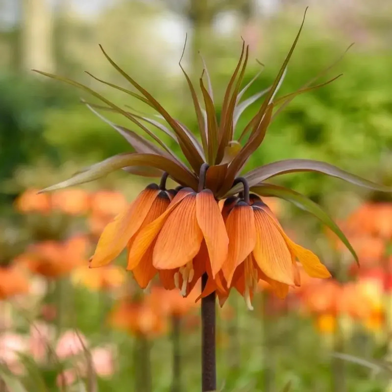 Fritillaire Impériale 'Sunset' - Fritillaria | Achat direct au producteur