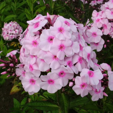 Phlox 'Pink Center' Adessa Special - Phlox paniculata | Achat producteur