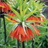 Fritillaire Imperiale Rubra