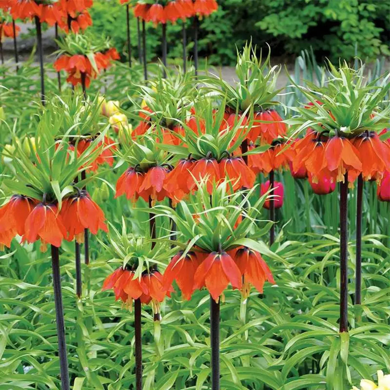 Fritillaire Impériale 'Rubra' - Fritillaria | Achat direct au producteur