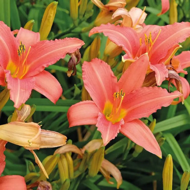 Hémérocalle Rose - Hemerocallis | Achat direct au producteur