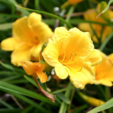 Hémérocalle Jaune - Hemerocallis | Achat direct au producteur