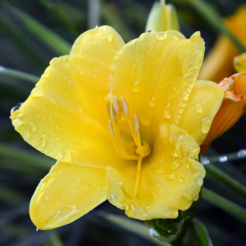 Hémérocalle Jaune - Hemerocallis | Achat direct au producteur
