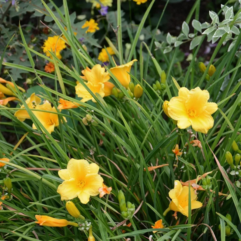 Hémérocalle Jaune - Hemerocallis | Achat direct au producteur