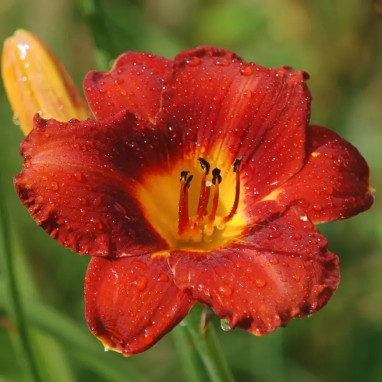 Hémérocalle rouge - Hemerocallis | Achat direct au producteur