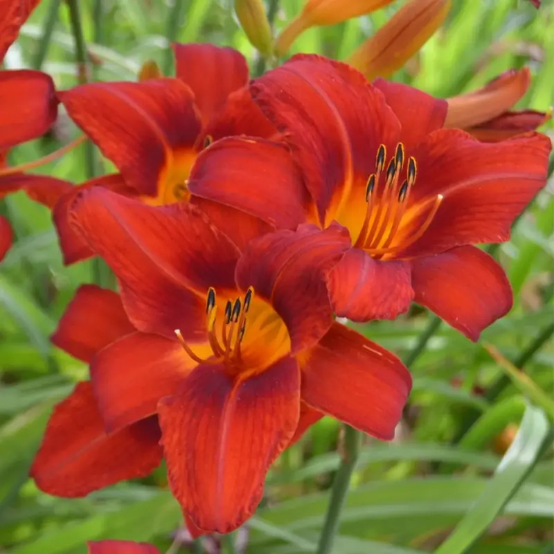 Hémérocalle rouge - Hemerocallis | Achat direct au producteur