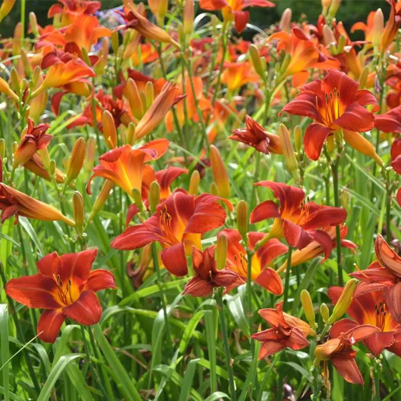 Hémérocalle rouge - Hemerocallis | Achat direct au producteur